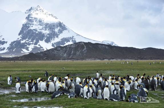 Salisbury Plain, na Geórgia do Sul, a 2a maior colônia de pinguins rei do mundo!
